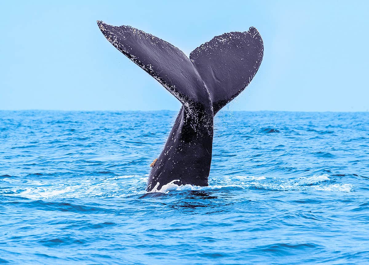 Ballenas jorobadas en Samaná
